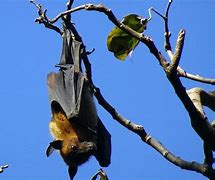 Image result for Black Fruit Bat Eating