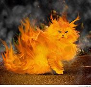 Image result for Psychedelic Cat Wallpaper