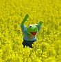 Image result for 1920X1080 Kermit the Frog Wallpaper