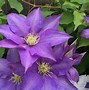 Image result for clematis vines