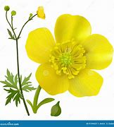 Image result for Buttercup Flower SVG