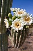 Image result for Arizona State Cactus