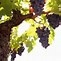 Image result for Grapes Vineyard Background
