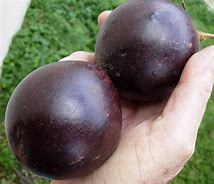 Image result for Purple Star Apple Fruit