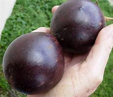 Image result for Apple Like Fruit Purple