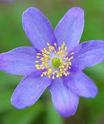 Image result for Anemone nemorosa Blue Beauty 1J