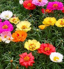 Image result for Colorful Ground Cover