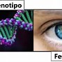 Image result for genotipo