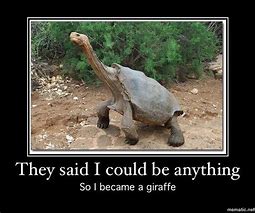Image result for Funny Turtle Jokes
