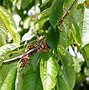 Image result for Prunus avium Karina
