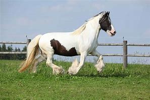 Image result for Celtic Horse Breeds