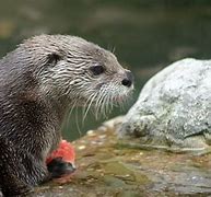 Image result for Otter Eating Watermelon