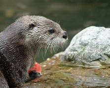 Image result for Otter Watermelon