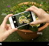 Image result for iPhone 14 Camera Flower Image