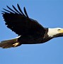 Image result for free flying eagle
