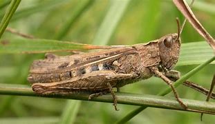 Image result for Common Field Grasshopper