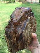 Image result for Where to Find Petrified Wood