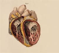 Image result for Heart Anatomy Abstract Wallpaper