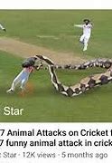 Image result for Funny Cricket YouTube Thumbnail
