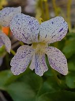 Image result for Viola sororia Freckles