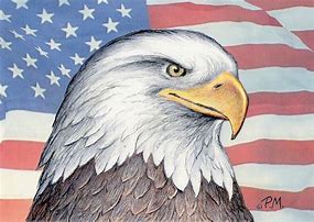 Image result for American Bald Eagle Drawings