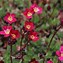 Image result for Saxifraga (A) Standsfieldii