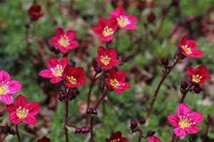 Image result for Saxifraga x gaudinii