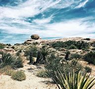 Image result for Desert Cactus Landscape
