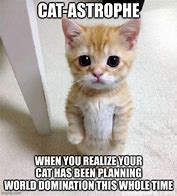 Image result for Cat Meme Planning