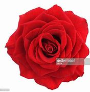 Image result for Single Red Flower White Background
