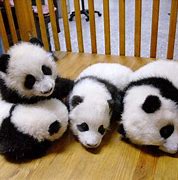 Image result for Really Cute Baby Pandas