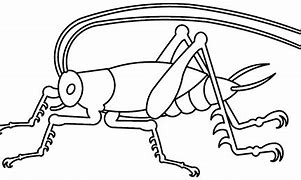 Image result for Cricket Outline Drawing