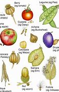 Image result for Fruiting in Diffrent Type of Crops