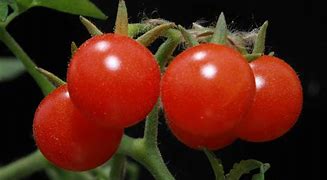 Image result for Solanum lycopersicum Sweety