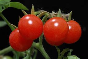 Image result for Solanum lycopersicum Coravon F1