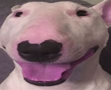Image result for Walter Dog Meme with Nails