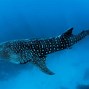 Image result for Underwater Tropical Sea Life