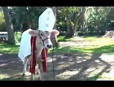 Image result for It's a Holy Cow Meme