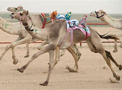 Image result for Camel Racing Car Team