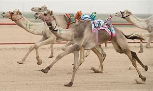 Image result for Camel Racing Background