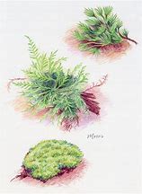 Image result for Bog Moss Drawing