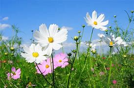 Image result for Venge Champ Fleurs Proprietary White