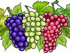 Image result for Grape Leaves Cartoon