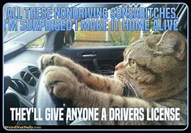 Image result for cats driver memes funniest