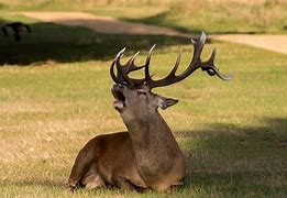 Image result for Deer Mandible