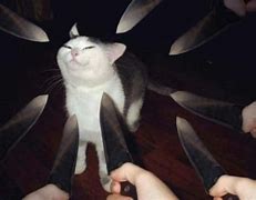 Image result for Cat Pointing at You Meme