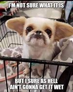Image result for Awesome Funny Animal Meme