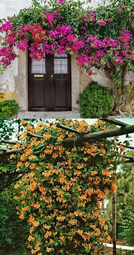 Image result for Perennial Flowering Vines Bloom All Summer for Trellis