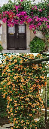 Image result for Fast Growing Flowering Perennial Climbing Vines