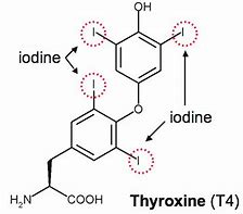 Thyroxine 的图像结果